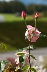 Foto-35467